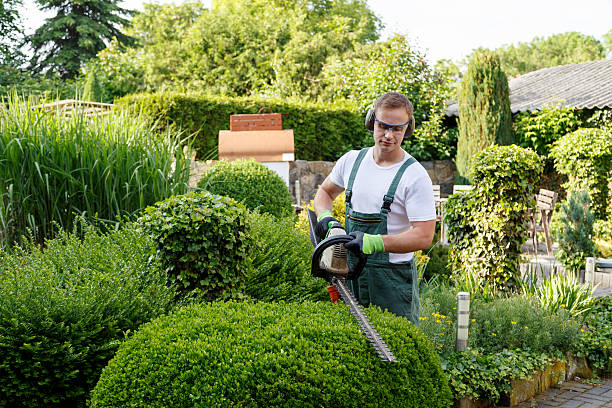 Best Stump Grinding and Removal  in USA